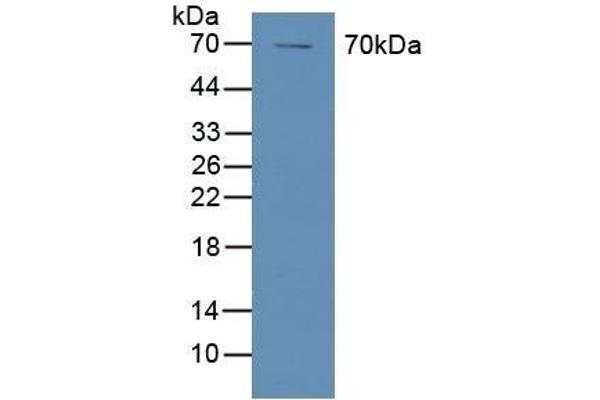PTGS1 抗体  (AA 367-599)