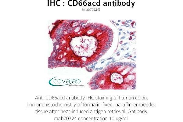 CD66acd 抗体