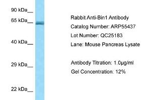 Western Blotting (WB) image for anti-Bridging Integrator 1 (BIN1) (Middle Region) antibody (ABIN2786209)