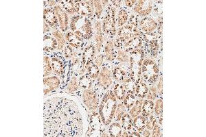 Immunohistochemical analysis of paraffin-embedded human kidney tissue using C performed on the Leica® BOND RXm. (NOX1 antibody  (AA 243-271))