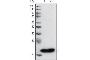 Western blot analysis using GSTP1 mouse mAb against PC3 cell lysate (1) and human cerebellum tissue lysate (2).