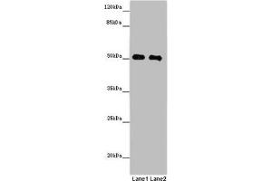 Western blot All lanes: MCRS1 antibody at 8 μg/mL Lane 1: Jurkat whole cell lysate Lane 2: Hela whole cell lysate Secondary Goat polyclonal to rabbit IgG at 1/10000 dilution Predicted band size: 52, 54, 51, 32 kDa Observed band size: 52 kDa (MCRS1 antibody  (AA 1-138))