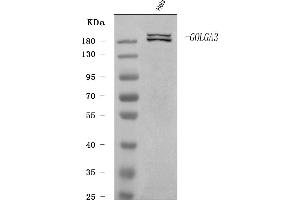 Western blot analysis of GOLGA3 using anti-GOLGA3 antibody (ABIN7600298). (Golgin A3 antibody  (AA 176-1436))