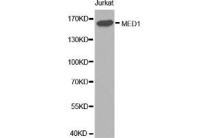 Western blot analysis of extracts of Jurkat cell lines, using MED1 antibody. (MED1 antibody  (AA 1-300))