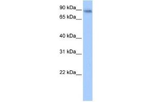 JAKMIP1 antibody used at 0.