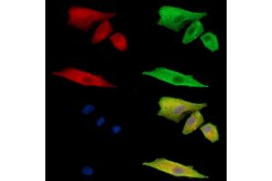 ABIN7095060 and ABIN7099116 staining  cells by IF/ICC. (FAM105B antibody)