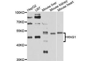 Western blot analysis of extracts of various cell lines, using KNG1 antibody. (KNG1 antibody)
