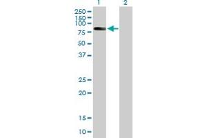 ZBTB3 antibody  (AA 1-574)