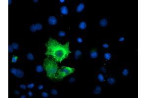 Anti-CAPN9 mouse monoclonal antibody (ABIN2455041) immunofluorescent staining of COS7 cells transiently transfected by pCMV6-ENTRY CAPN9 (RC215171). (Calpain 9 antibody)