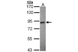 WB Image Sample (30 ug of whole cell lysate) A: H1299 7. (DCLK2 antibody)