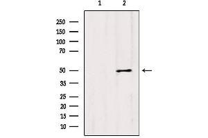 Western blot analysis of extracts from Mouse lung, using CCBL1/KAT1 Antibody.