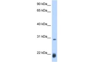 Western Blotting (WB) image for anti-Achaete-scute complex protein T5 (AC) antibody (ABIN2463429) (Achaete-scute complex protein T5 (AC) antibody)