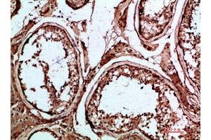 Immunohistochemical analysis of paraffin-embedded human-testis, antibody was diluted at 1:200 (INSL3 antibody  (AA 10-50))