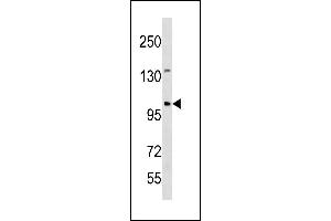 ESCO1 Antibody (C-term) (ABIN1881316 and ABIN2843281) western blot analysis in mouse spleen tissue lysates (35 μg/lane).
