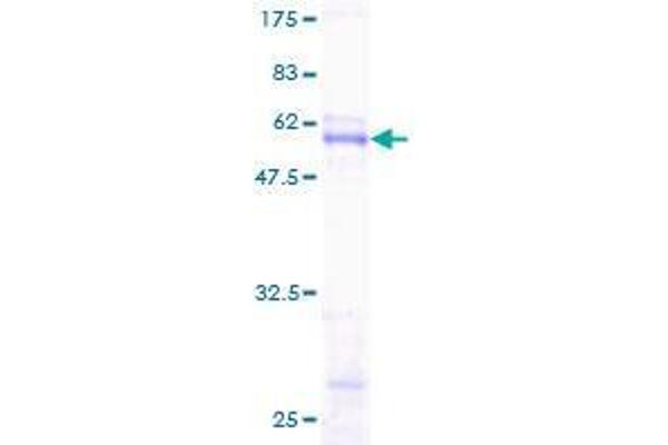 SCNM1 Protein (AA 1-230) (GST tag)