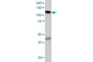Western Blotting (WB) image for anti-EPH Receptor B3 (EPHB3) (AA 899-998) antibody (ABIN598667) (EPH Receptor B3 antibody  (AA 899-998))