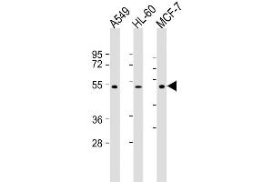 Lane 1: A549, Lane 2: HL-60, Lane 3: MCF-7 lysate at 20 µg per lane, probed with bsm-51228M AVPR1A (721CT25. (AVPR1A antibody  (AA 353-383))