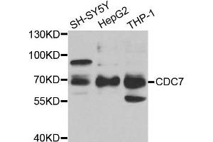 Western blot analysis of extracts of various cell lines, using CDC7 antibody. (CDC7 antibody)