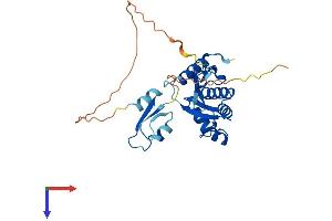 Ribonuclease H1 Protein (RNASEH1) (AA 1-285) (His tag)