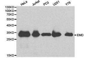 Western Blotting (WB) image for anti-Emerin (EMD) antibody (ABIN1872528) (Emerin antibody)