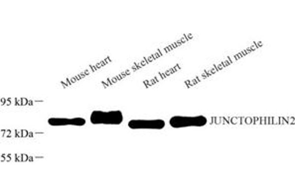 Junctophilin 2 antibody