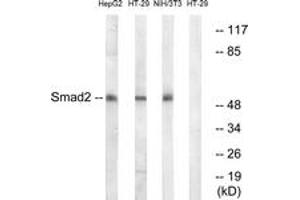 Western blot analysis of extracts from HT-29/NIH-3T3/HepG2 cells, using Smad2 (Ab-245) Antibody. (SMAD2 antibody  (AA 211-260))