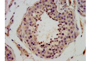 IHC image of ABIN7149820 diluted at 1:400 and staining in paraffin-embedded human testis tissue performed on a Leica BondTM system. (DPPA3 antibody  (AA 1-159))