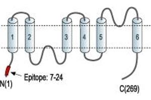 anti-Aquaporin 7 (AQP7) (AA 7-24), (Intracellular), (N-Term) antibody