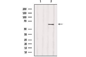 Western blot analysis of extracts from various samples, using RIC8B Antibody. (RIC8B antibody  (C-Term))