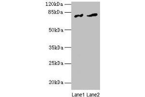 FAM161A antibody  (AA 1-300)