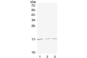 Western blot testing of 1) mouse spleen, 2) mouse kidney and 3) rat kidney lysate with Lymphotactin antibody at 0. (XCL1 antibody)