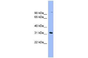 WB Suggested Anti-LRRC52 Antibody Titration:  0. (LRRC52 antibody  (N-Term))