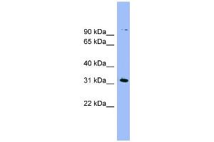 WB Suggested Anti-LRRC52 Antibody Titration:  0.