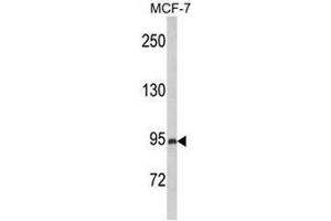 Western blot analysis of PREX1 Antibody (Center) in MCF-7 cell line lysates (35µg/lane). (PREX1 antibody  (Middle Region))
