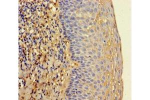 Immunohistochemistry of paraffin-embedded human tonsil tissue using ABIN7142130 at dilution of 1:100