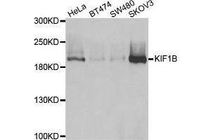 Western blot analysis of extracts of various cell lines, using KIF1B antibody. (KIF1B antibody)