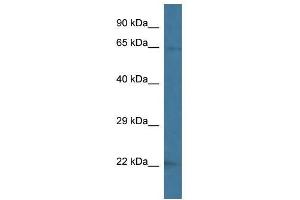 Western Blot showing Vps45 antibody used at a concentration of 1. (VPS45 antibody  (C-Term))