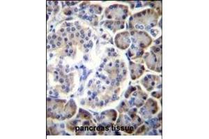 SP2 Antibody (Center) (ABIN656360 and ABIN2845657) immunohistochemistry analysis in forlin fixed and paraffin embedded hun pancreas tissue followed by peroxidase conjugation of the secondary antibody and DAB staining. (SMAP2 antibody  (AA 111-140))