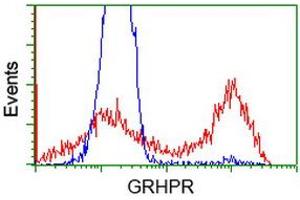 HEK293T cells transfected with either RC200963 overexpress plasmid (Red) or empty vector control plasmid (Blue) were immunostained by anti-GRHPR antibody (ABIN2453978), and then analyzed by flow cytometry. (GRHPR antibody)