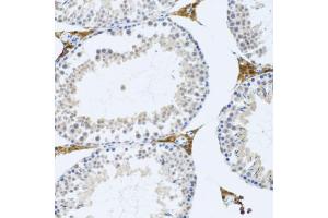 Immunohistochemistry of paraffin-embedded mouse testis using FMOD antibody (ABIN2562633) at dilution of 1:100 (20x lens).