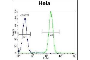 Flow Cytometry (FACS) image for anti-Nucleophosmin (Nucleolar phosphoprotein B23, Numatrin) (NPM1) (AA 198-226), (C-Term) antibody (ABIN389343)