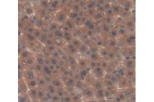 IHC-P analysis of Rat Tissue, with DAB staining. (Factor XI antibody  (AA 275-516))