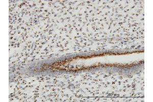 Immunoperoxidase of monoclonal antibody to GOLM1 on formalin-fixed paraffin-embedded human endometrium. (GOLM1 antibody  (AA 302-401))