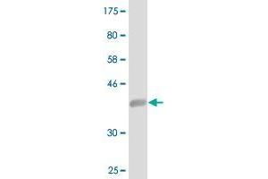Western Blot detection against Immunogen (39. (ISCA1 antibody  (AA 1-129))