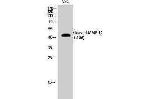 Western Blotting (WB) image for anti-Matrix Metallopeptidase 12 (Macrophage Elastase) (MMP12) (cleaved), (Gly106) antibody (ABIN3181812) (MMP12 antibody  (cleaved, Gly106))