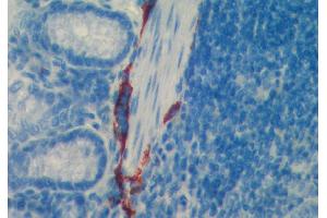 Paraffin section of mouse intestine stained with ABIN115689 (LYVE1 antibody  (AA 24-227))