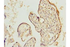 Immunohistochemistry of paraffin-embedded human placenta tissue using ABIN7165742 at dilution of 1:100 (LIX1 antibody  (AA 1-282))