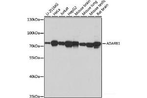 Western blot analysis of extracts of various cell lines using ADARB1 Polyclonal Antibody at dilution of 1:1000. (RED1 antibody)