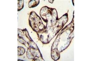 Formalin fixed and paraffin embedded human placenta tissue reacted with PYGO1 Antibody (C-term) followed by peroxidase conjugation of the secondary antibody and DAB staining. (PYGO1 antibody  (C-Term))
