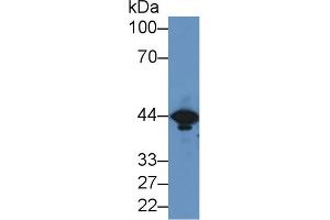 Western Blot; Sample: Mouse Brain lysate; ;Primary Ab: 2µg/ml Rabbit Anti-Mouse CKM Antibody;Second Ab: 0.